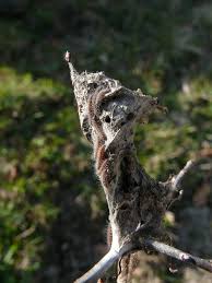 Attēlu rezultāti vaicājumam “Aporia crataegi pupa”