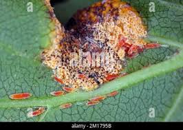 Attēlu rezultāti vaicājumam “Puccinia coronata”