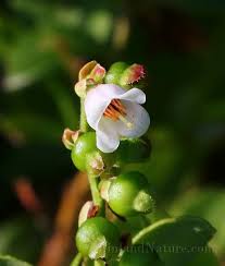 Attēlu rezultāti vaicājumam “Vaccinium vitis-idaea bud”