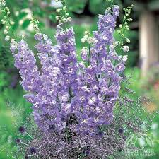 Attēlu rezultāti vaicājumam “Delphinium elatum  flower”