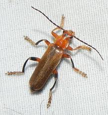 Attēlu rezultāti vaicājumam “Cantharis livida”