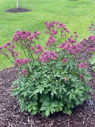 Attēlu rezultāti vaicājumam “Astrantia major”