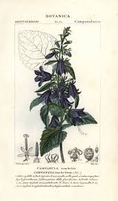 Image result for Campanula trachelium