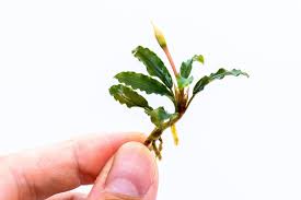 Risultati immagini per bucephalandra pinoh red stem