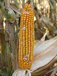 Attēlu rezultāti vaicājumam “Craterium aureum stalked”