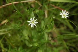 Attēlu rezultāti vaicājumam “Stellaria crassifolia leaf”