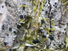 Attēlu rezultāti vaicājumam “Frullania fragilifolia macro”
