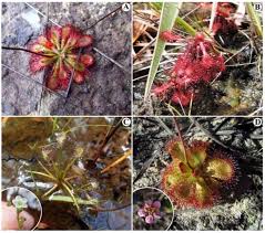 Attēlu rezultāti vaicājumam “Droseraceae”