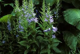 Attēlu rezultāti vaicājumam “Campanula latifolia leaf”