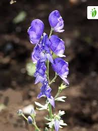 Attēlu rezultāti vaicājumam “Aconitum napellus flower”