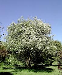 Attēlu rezultāti vaicājumam “Malus”