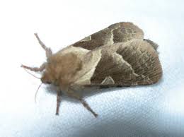 Attēlu rezultāti vaicājumam “Hepialus sylvina”