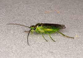 Attēlu rezultāti vaicājumam “Euura acutifoliae”