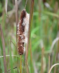 Attēlu rezultāti vaicājumam “Typha angustifolia  fruit”