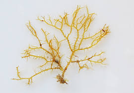 Attēlu rezultāti vaicājumam “Rhodophyta”