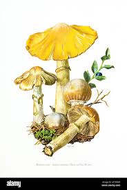 Attēlu rezultāti vaicājumam “Rozites caperata”