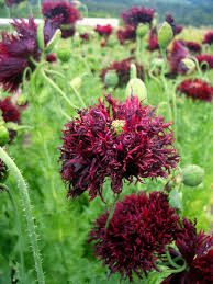 Image result for Papaver somniferum Black