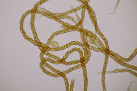 Attēlu rezultāti vaicājumam “Metatrichia floriformis”