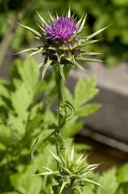 Image result for Silybum marianum
