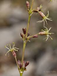 Attēlu rezultāti vaicājumam “Silene otites”
