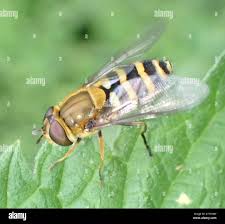 Attēlu rezultāti vaicājumam “Syrphus torvus”