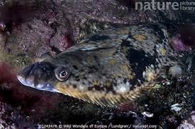 Image result for Hippoglossus hippoglossus