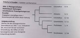 Image result for Evolution Stammbaum