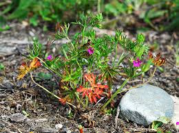 Attēlu rezultāti vaicājumam “Geranium dissectum”