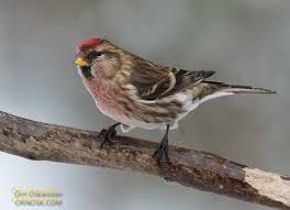 Attēlu rezultāti vaicājumam “Carduelis flammea”