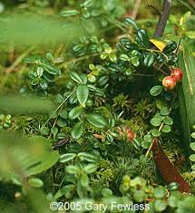 Attēlu rezultāti vaicājumam “Vaccinium vitis-idaea fruit”
