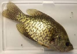 Image result for Pomoxis nigromaculatus