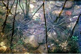 Attēlu rezultāti vaicājumam “Isoetes lacustris”