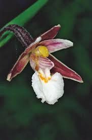 Attēlu rezultāti vaicājumam “Epipactis palustris flower”