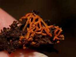 Attēlu rezultāti vaicājumam “Hemitrichia sordivesiculosa macro”