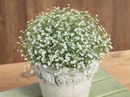 Attēlu rezultāti vaicājumam “Gypsophila muralis flower”