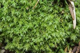 Attēlu rezultāti vaicājumam “Pohlia”