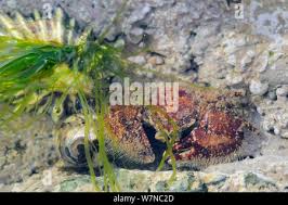 Attēlu rezultāti vaicājumam “Enteromorpha sp.”