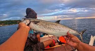 Image result for Scomberomorus cavalla