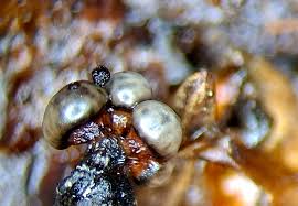 Attēlu rezultāti vaicājumam “Stemonaria irregularis”