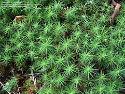 Attēlu rezultāti vaicājumam “Polytrichum formosum”