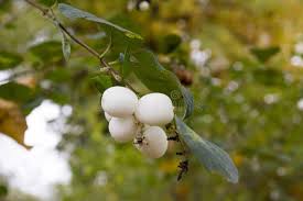 Attēlu rezultāti vaicājumam “Symphoricarpos albus fruit”