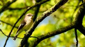 Attēlu rezultāti vaicājumam “Ficedula hypoleuca female”