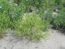 Attēlu rezultāti vaicājumam “Enteridium liceoides young”