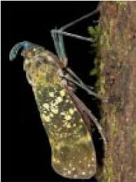 Attēlu rezultāti vaicājumam “Fuligo licentii macro”