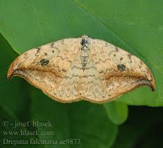 Attēlu rezultāti vaicājumam “Drepana falcataria”