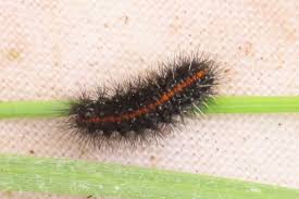 Attēlu rezultāti vaicājumam “Spiris striata”