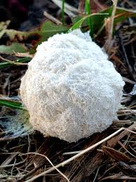 Attēlu rezultāti vaicājumam “Fuligo septica var. rosea”