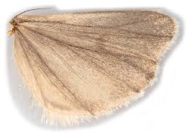 Attēlu rezultāti vaicājumam “Coscinia cribraria”