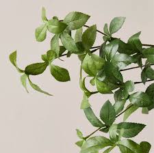 Attēlu rezultāti vaicājumam “Gypsophila fastigiata leaf”