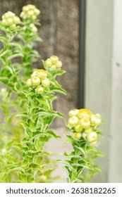 Image result for Helichrysum foetidum